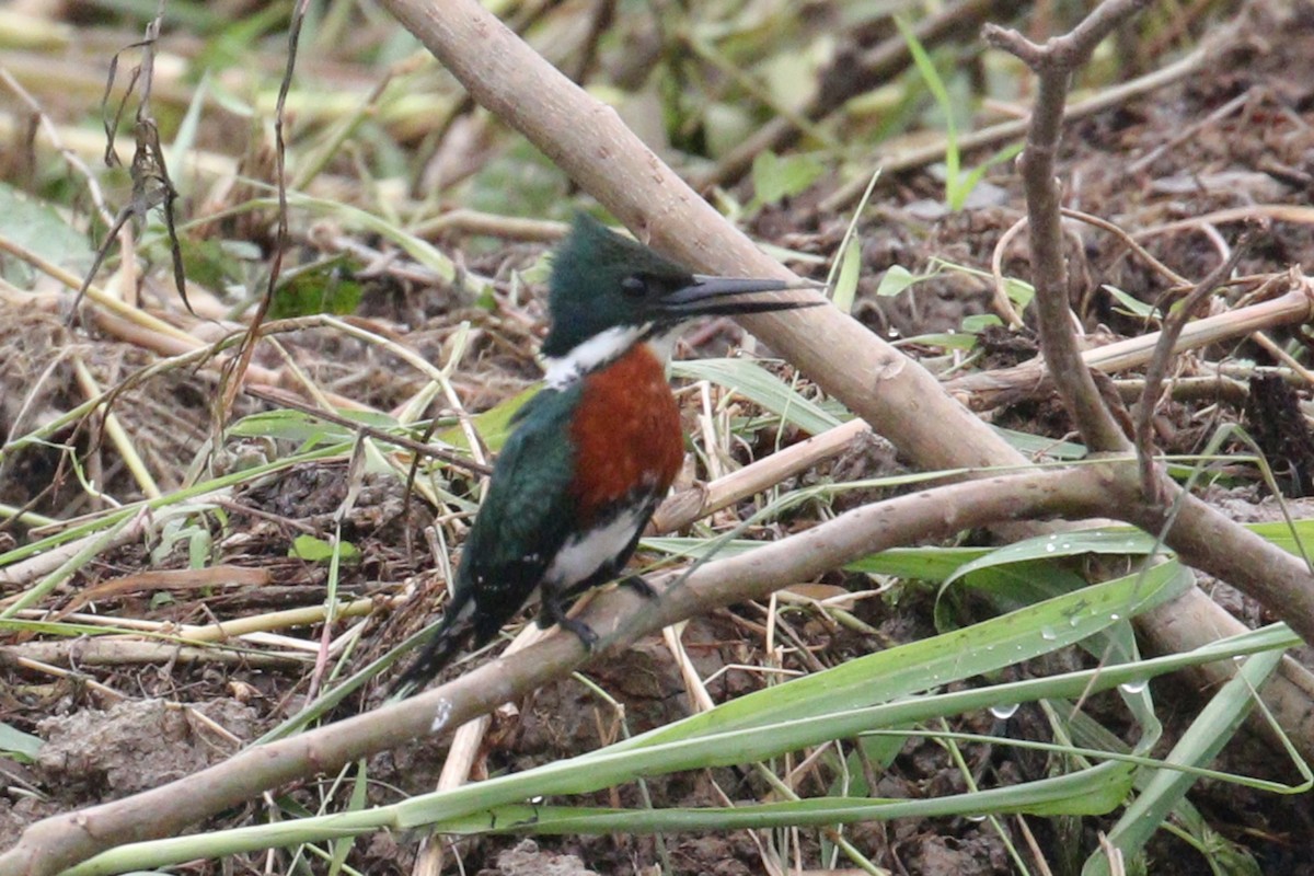 Green Kingfisher - ML638956525
