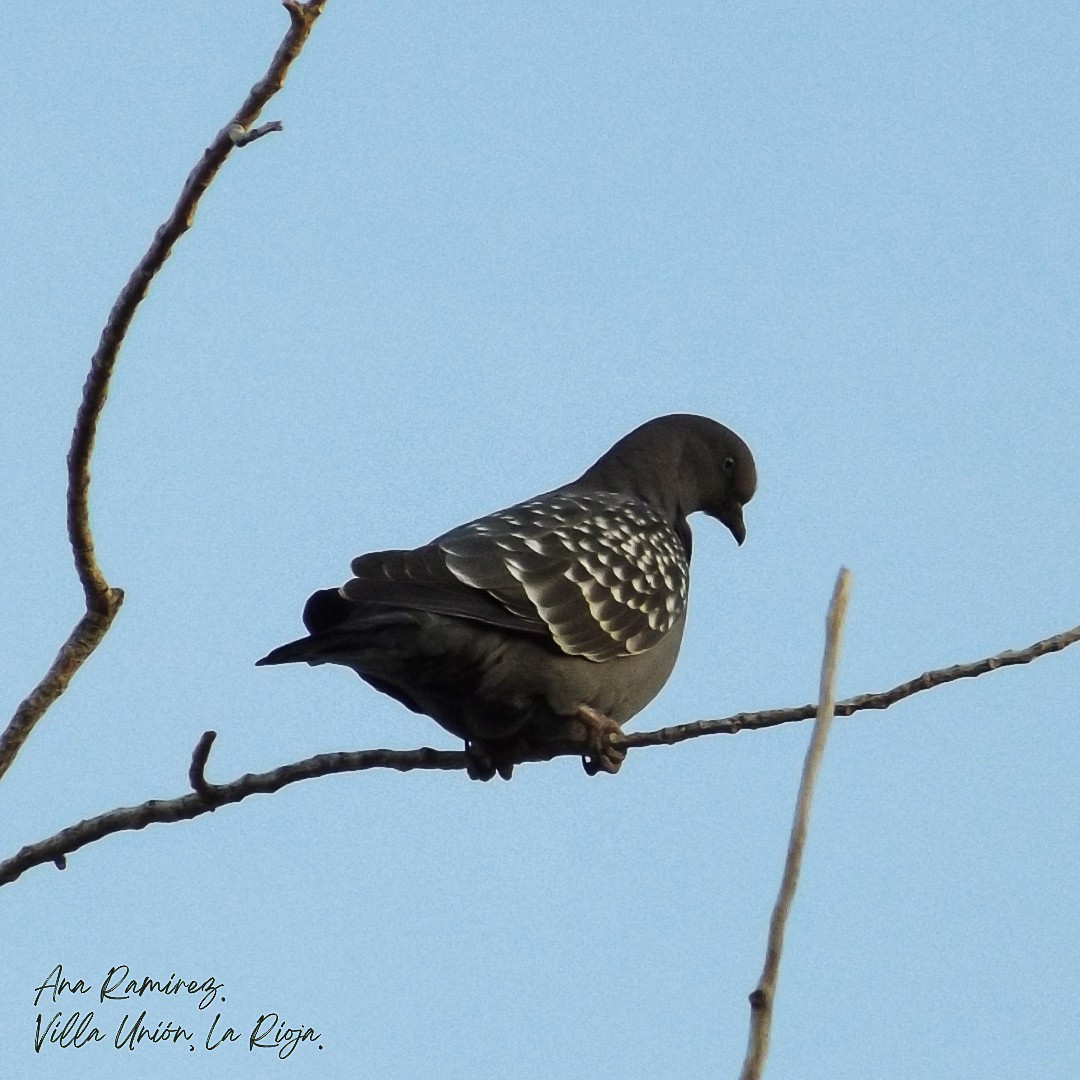 Spot-winged Pigeon - ML638956528
