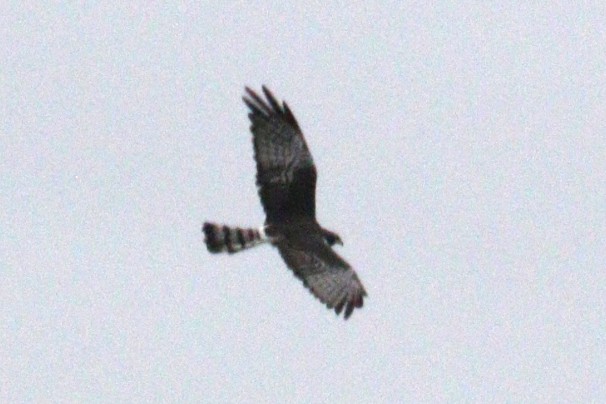 Long-winged Harrier - ML638956639