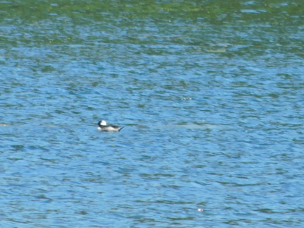 Bufflehead - ML638956648