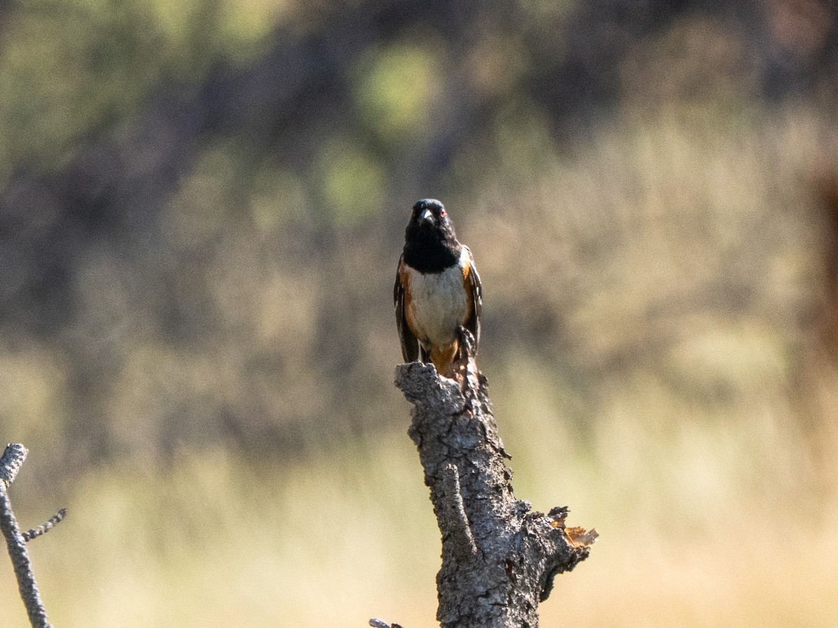 Spotted Towhee - ML638956680