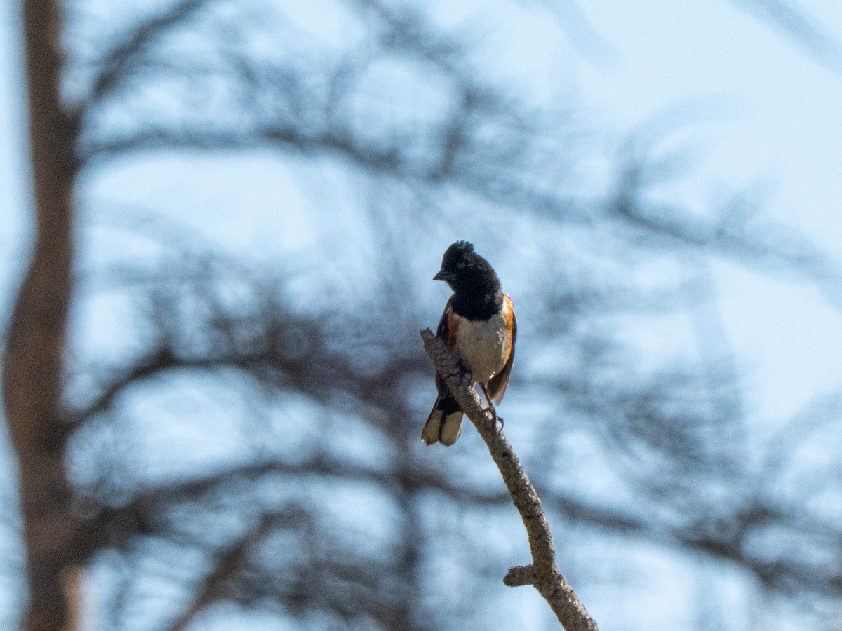 Spotted Towhee - ML638956681