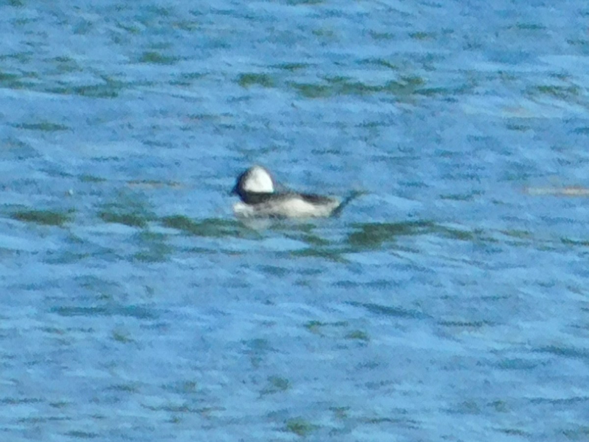 Bufflehead - ML638956687