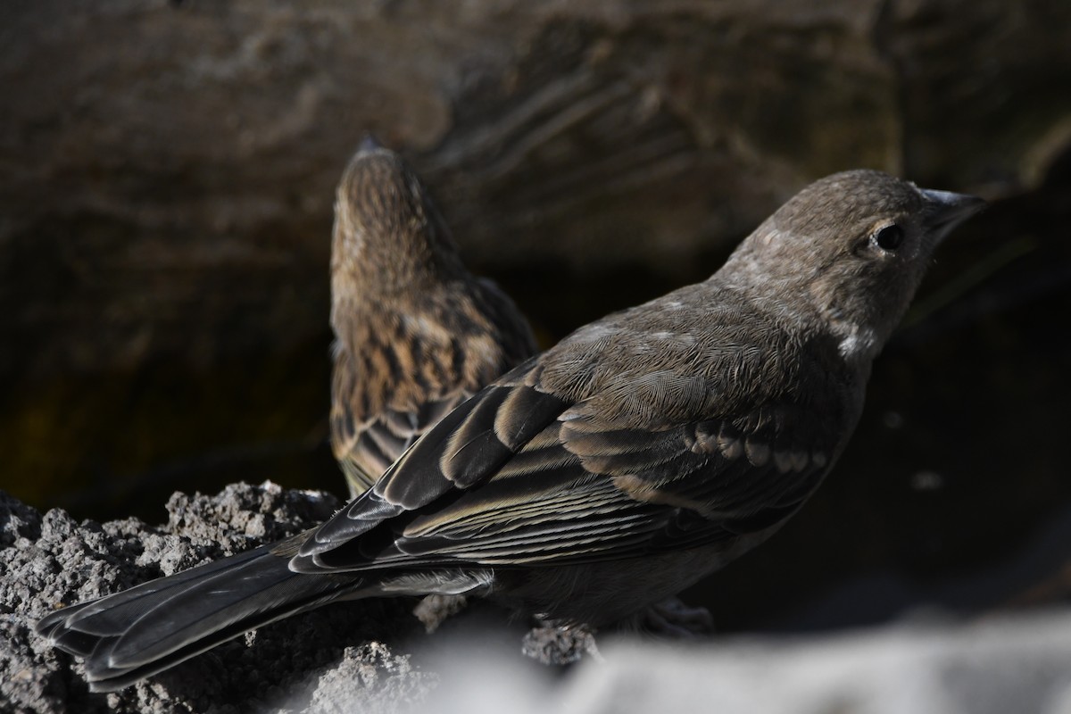 Tenerife Blue Chaffinch - ML638956716