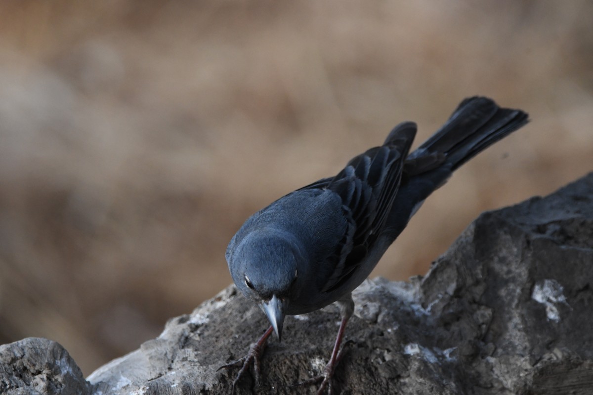 Tenerife Blue Chaffinch - ML638956717