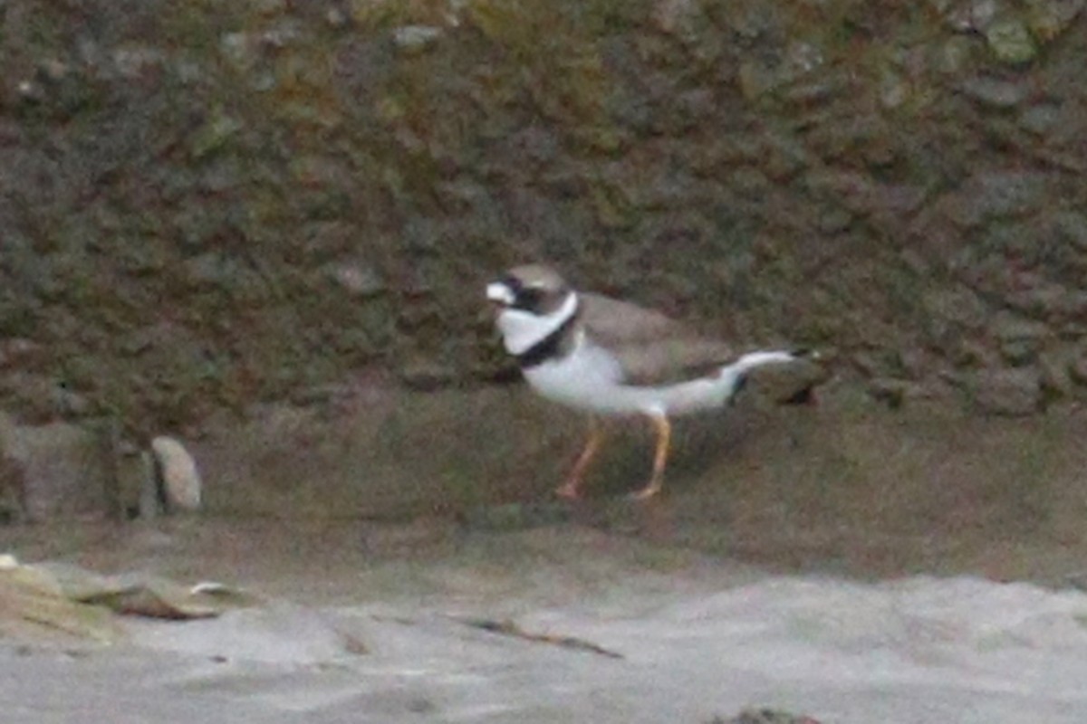 Semipalmated Plover - ML638956721