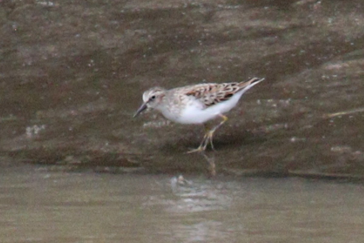 Least Sandpiper - ML638956739