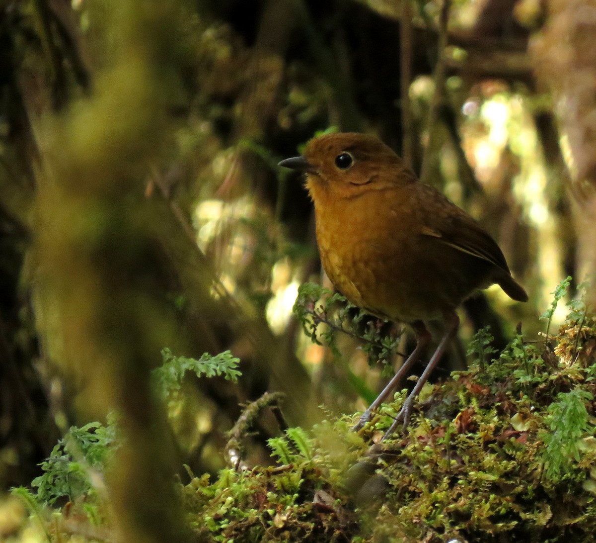 Chachapoyas Antpitta - ML638956771