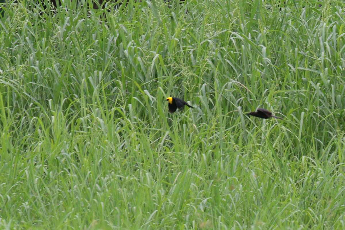 Yellow-hooded Blackbird - ML638956834