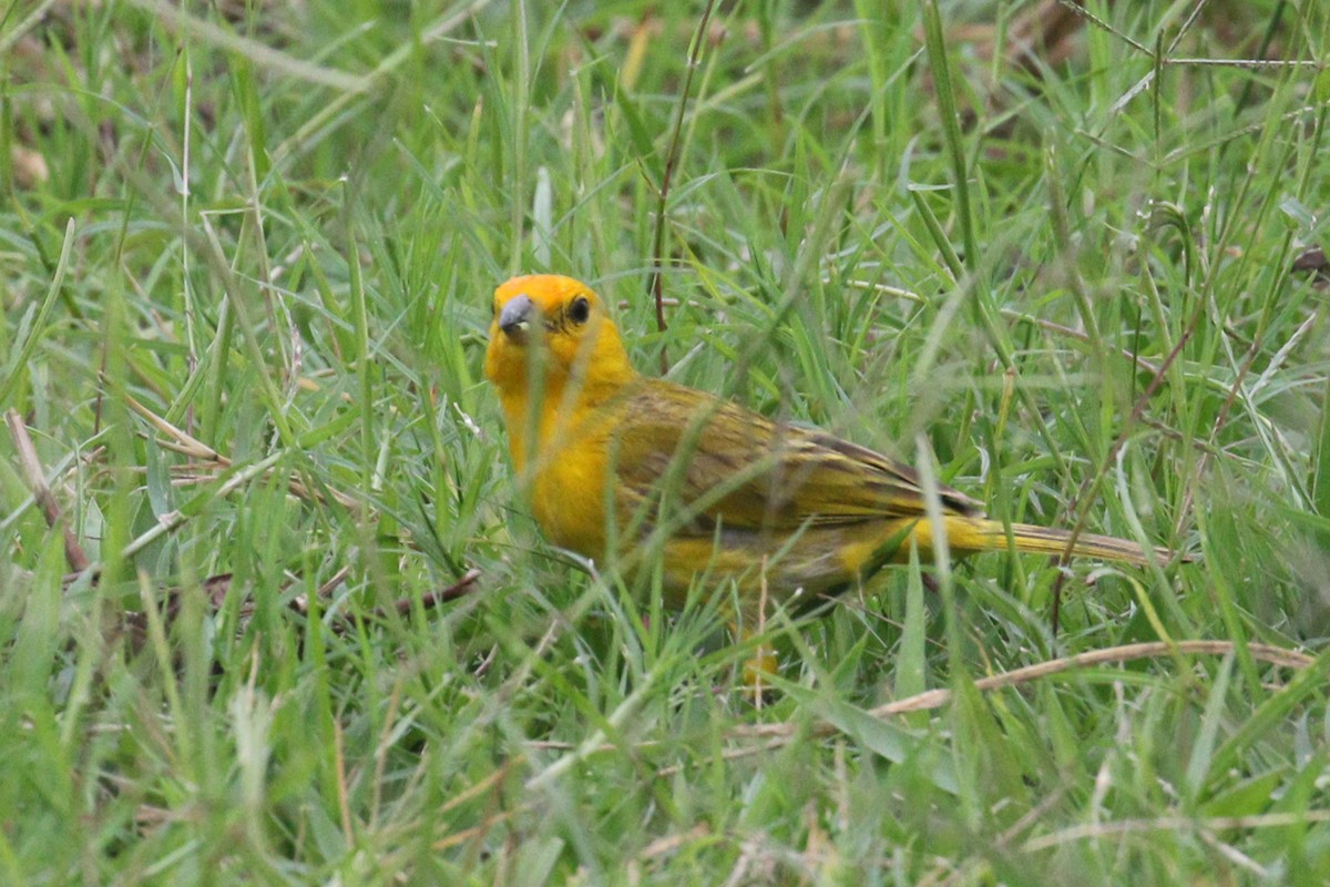 Saffron Finch - ML638956837