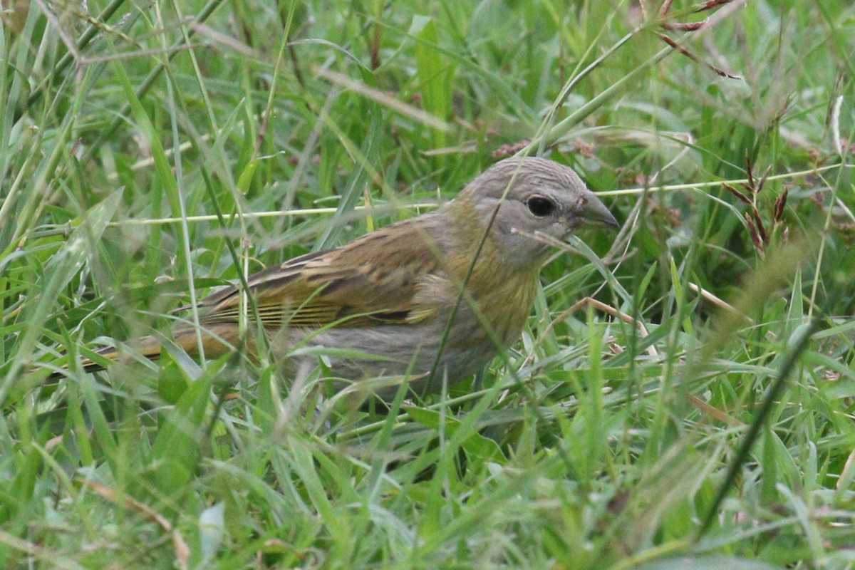 Saffron Finch - ML638956838