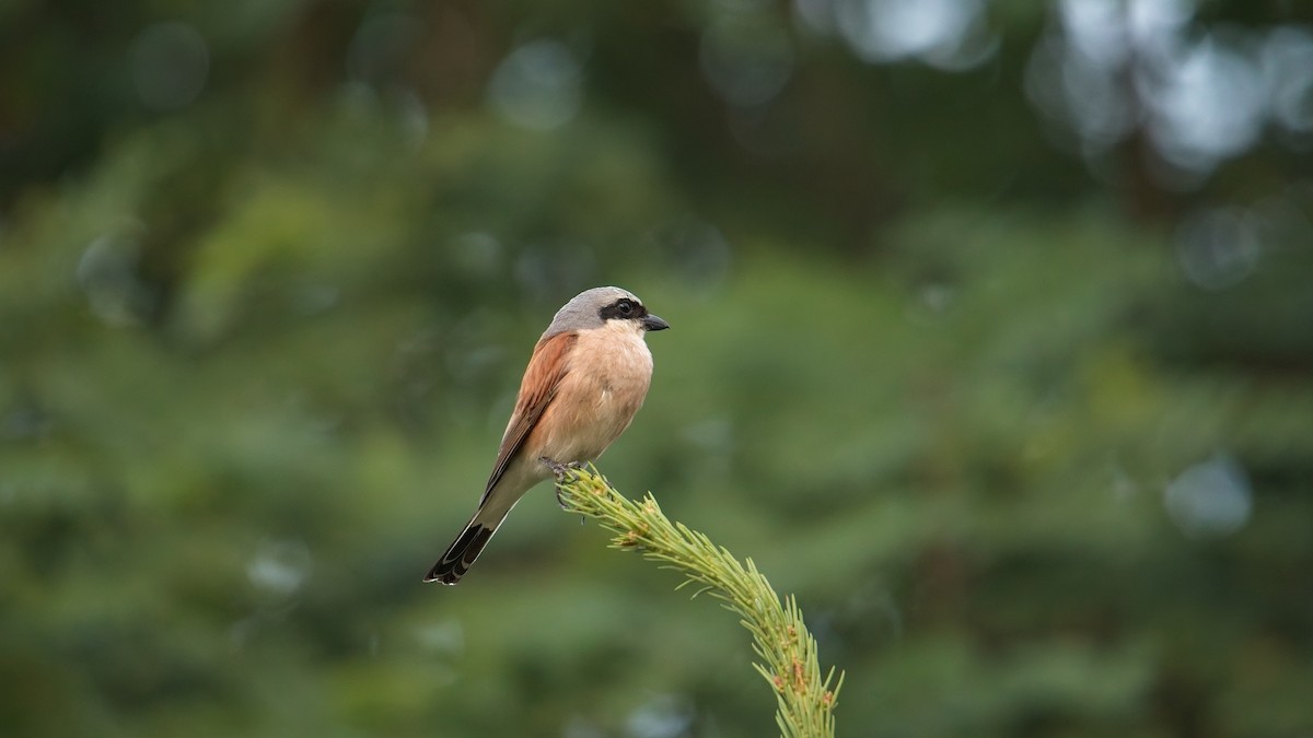 ťuhýk obecný - ML638956849