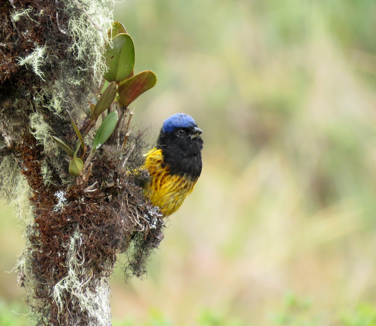 Golden-backed Mountain Tanager - ML638956850