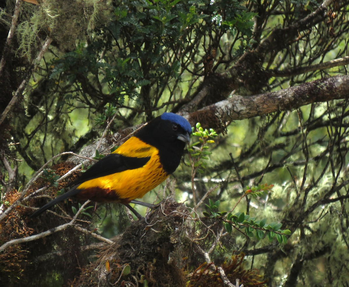 Golden-backed Mountain Tanager - ML638956852