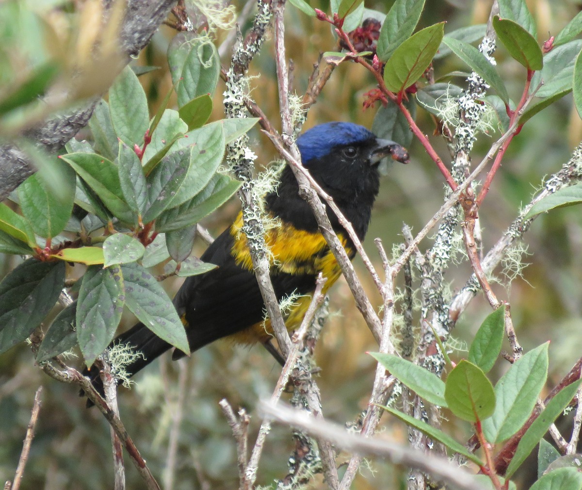 Golden-backed Mountain Tanager - ML638956856