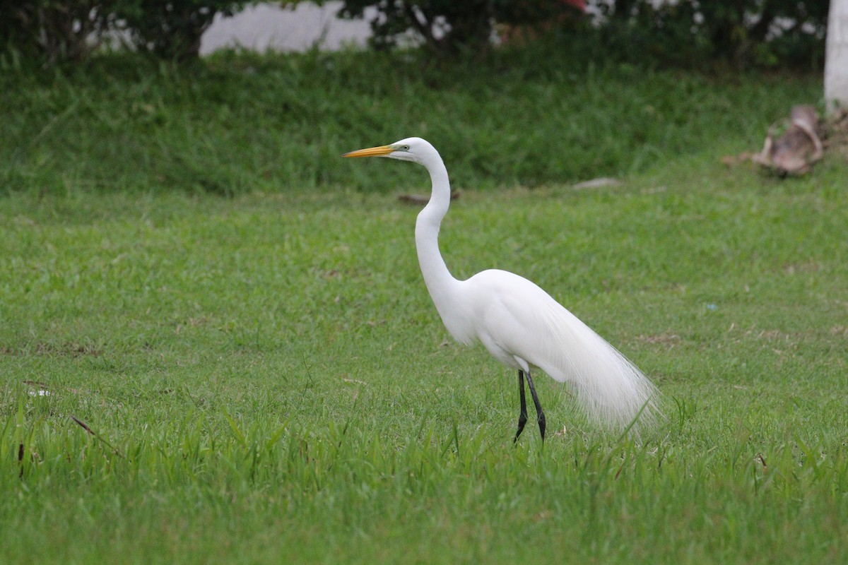 Great Egret - ML638956911