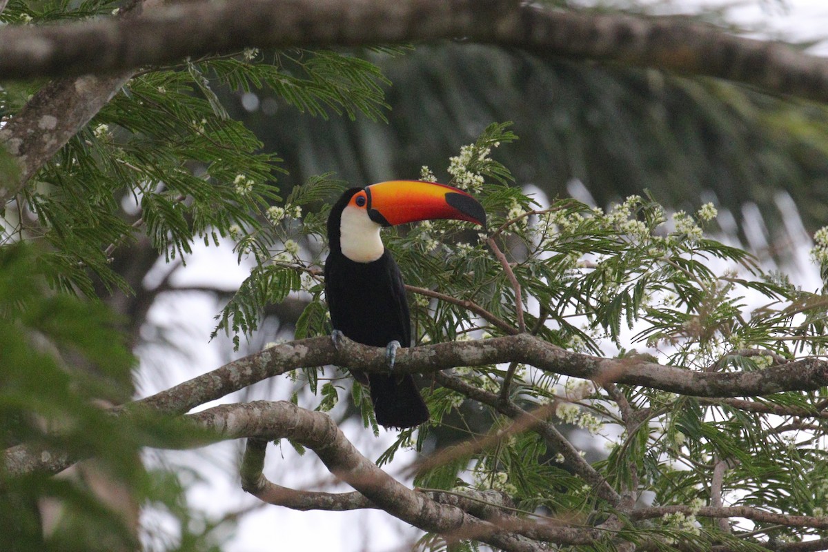 Toco Toucan - ML638956921