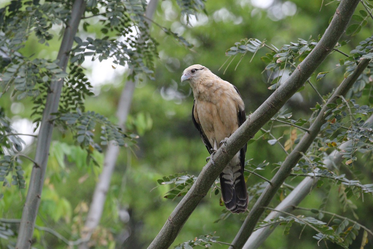 Yellow-headed Caracara - ML638956928