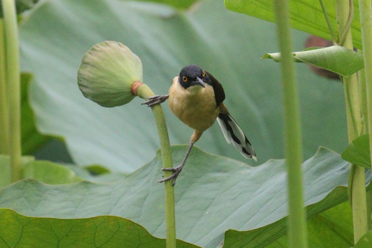 Black-capped Donacobius - ML638956939