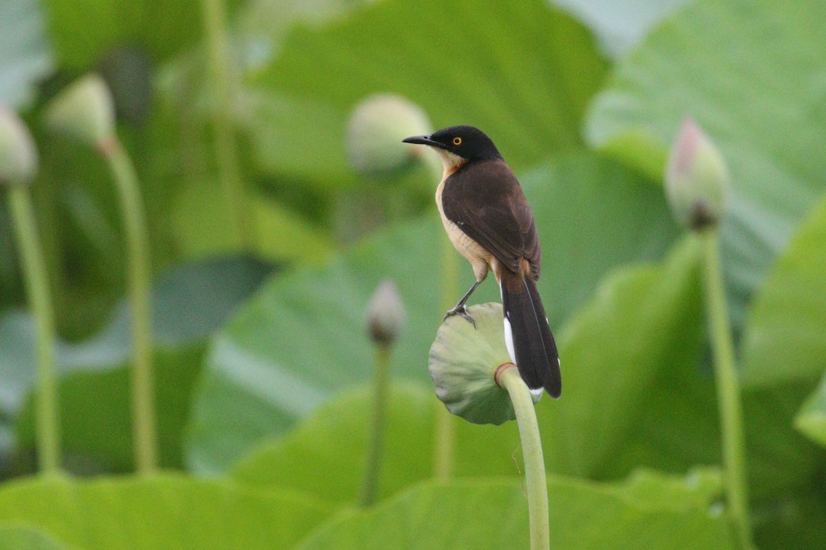 Black-capped Donacobius - ML638956941