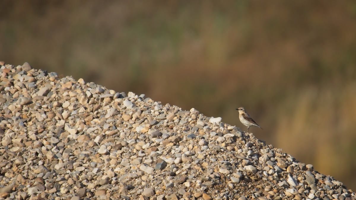 bělořit šedý - ML638956944