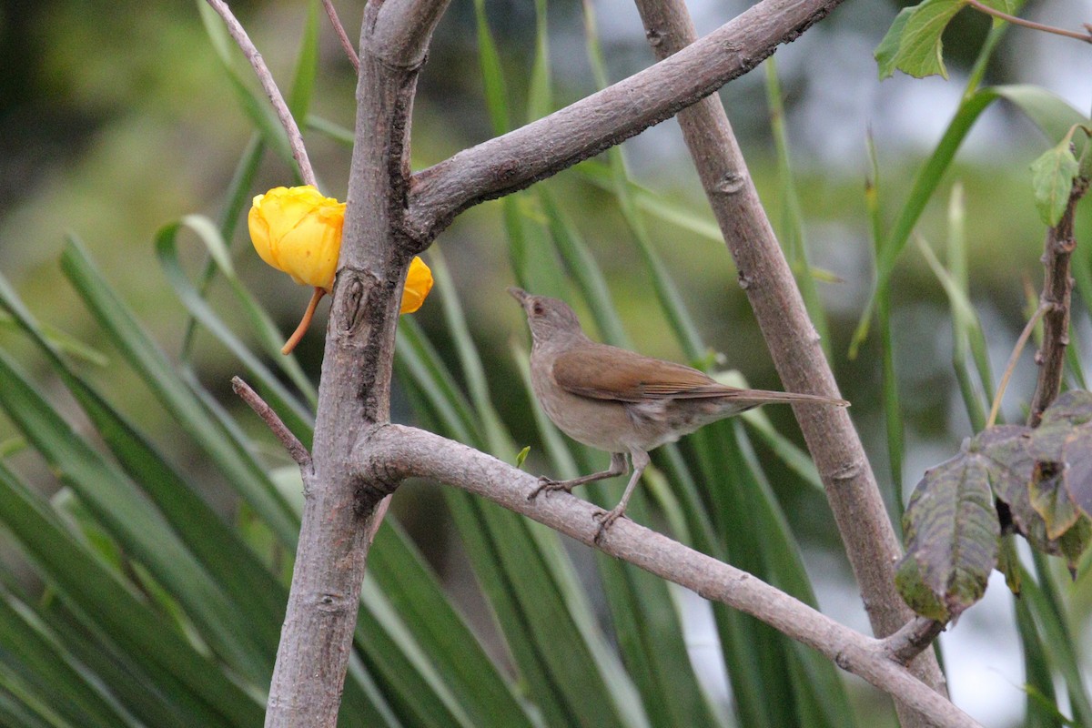 Pale-breasted Thrush - ML638956956