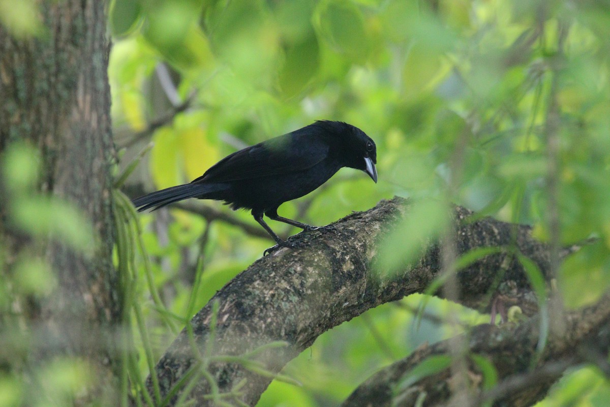White-lined Tanager - ML638956962