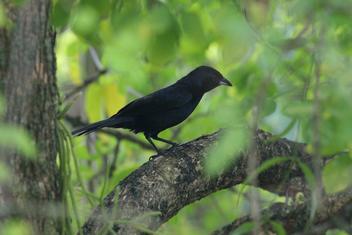 White-lined Tanager - ML638956963