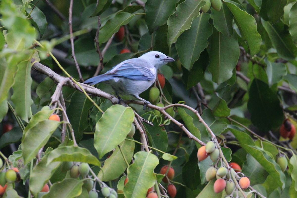 Blue-gray Tanager - ML638956969