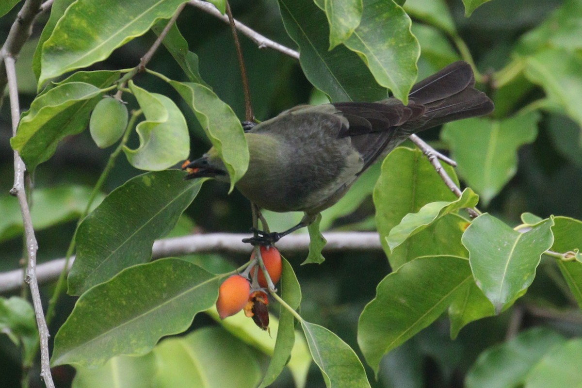 Palm Tanager - ML638956974