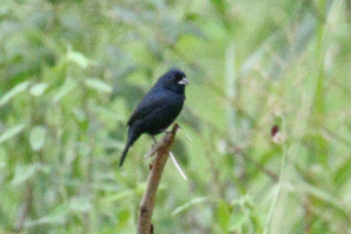 Blue-black Grassquit - ML638956976