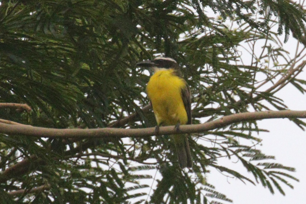 Boat-billed Flycatcher - ML638956986