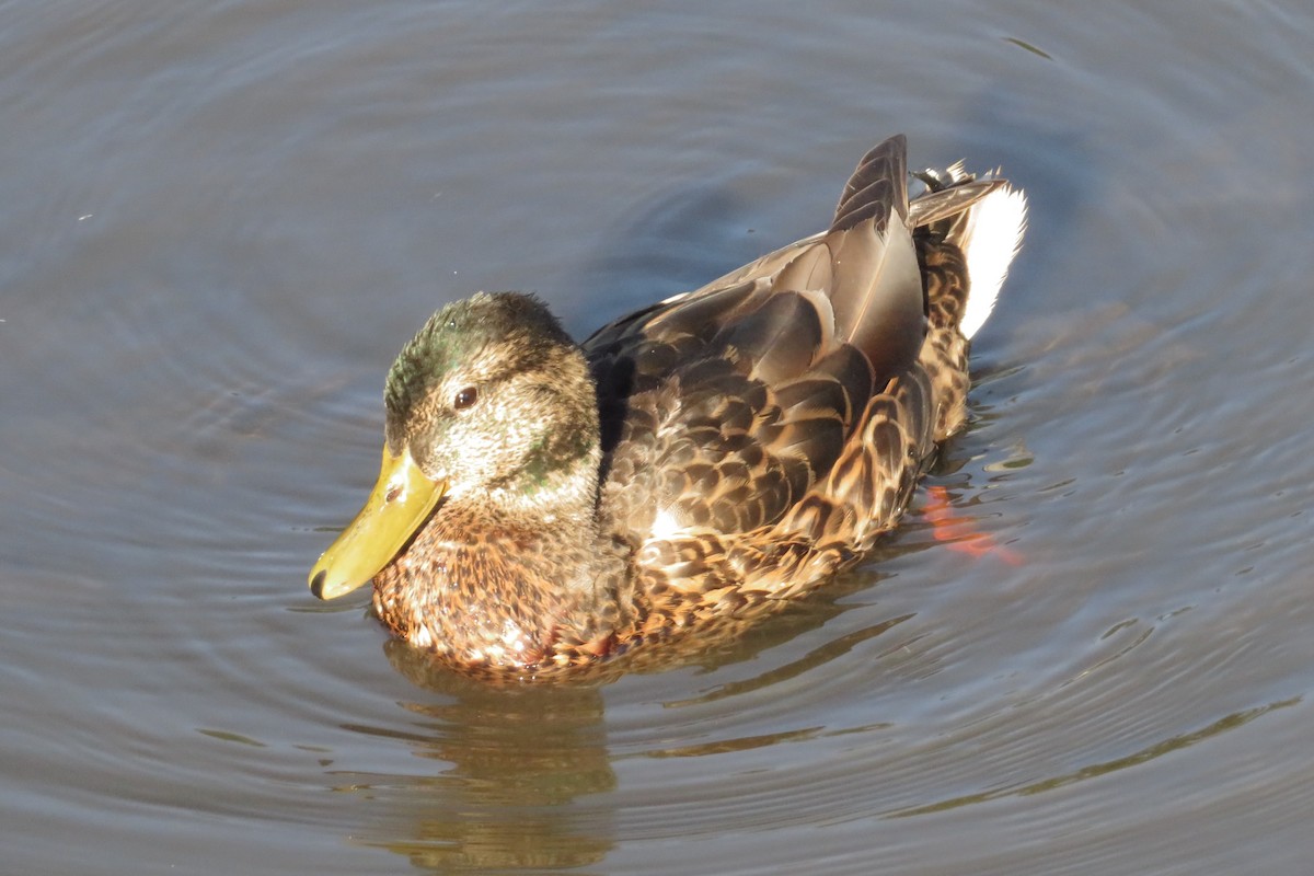 Canard colvert - ML638956989