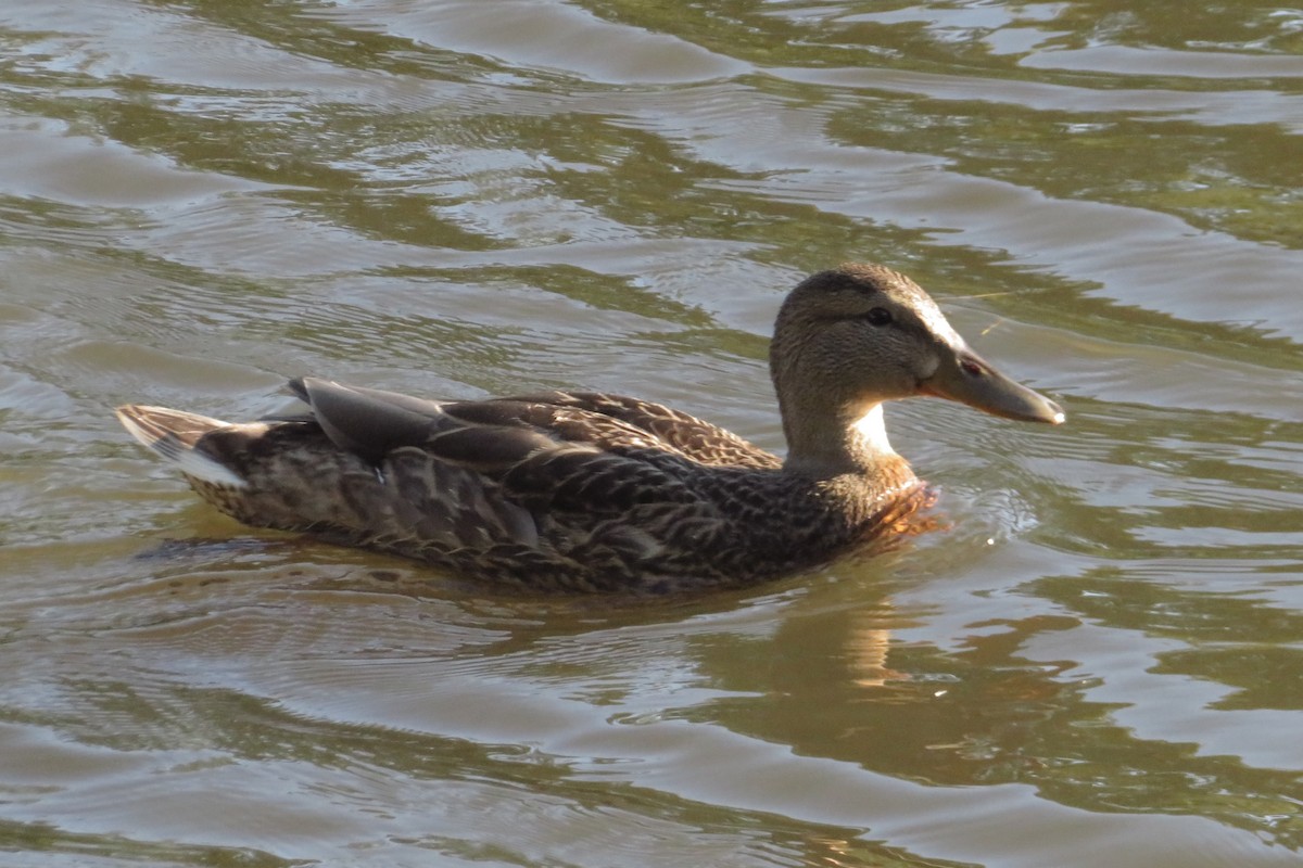Canard colvert - ML638956990