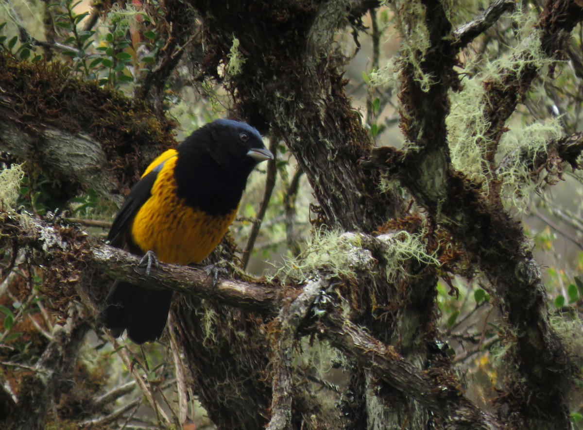 Golden-backed Mountain Tanager - ML638956992