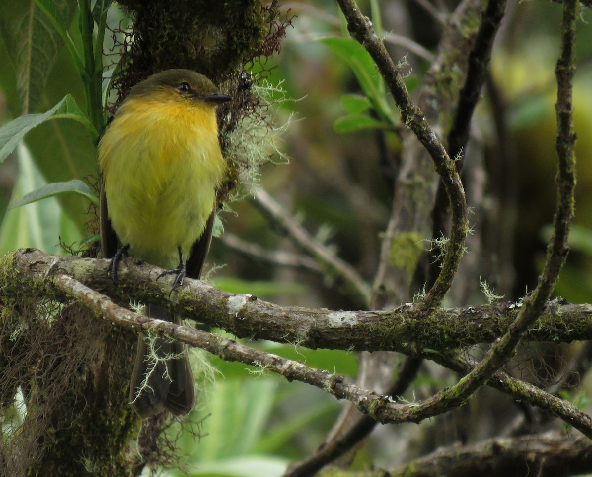 Ochraceous-breasted Flycatcher - ML638957004