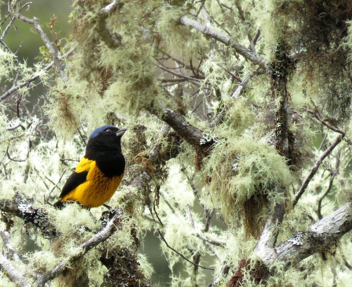 Golden-backed Mountain Tanager - ML638957010