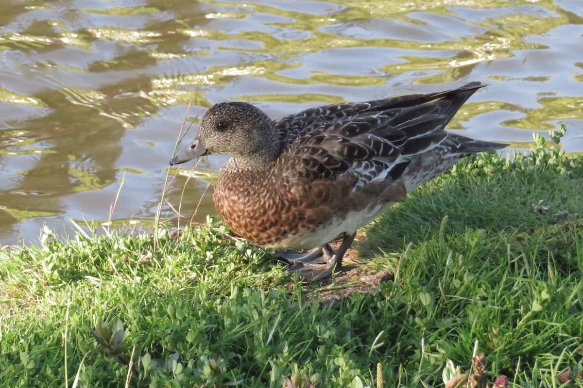 Canard d'Amérique - ML638957101