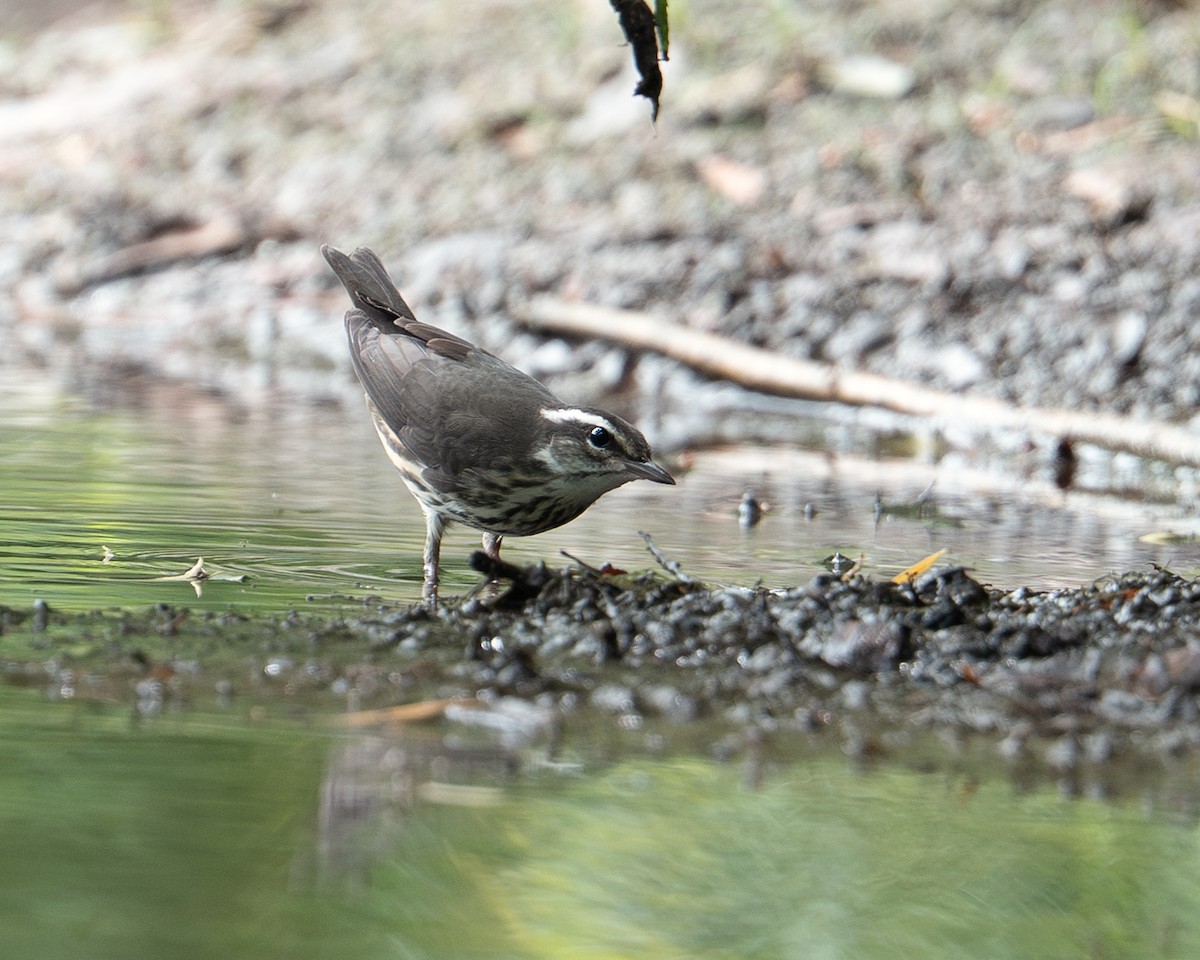 Louisiana Waterthrush - ML638957157
