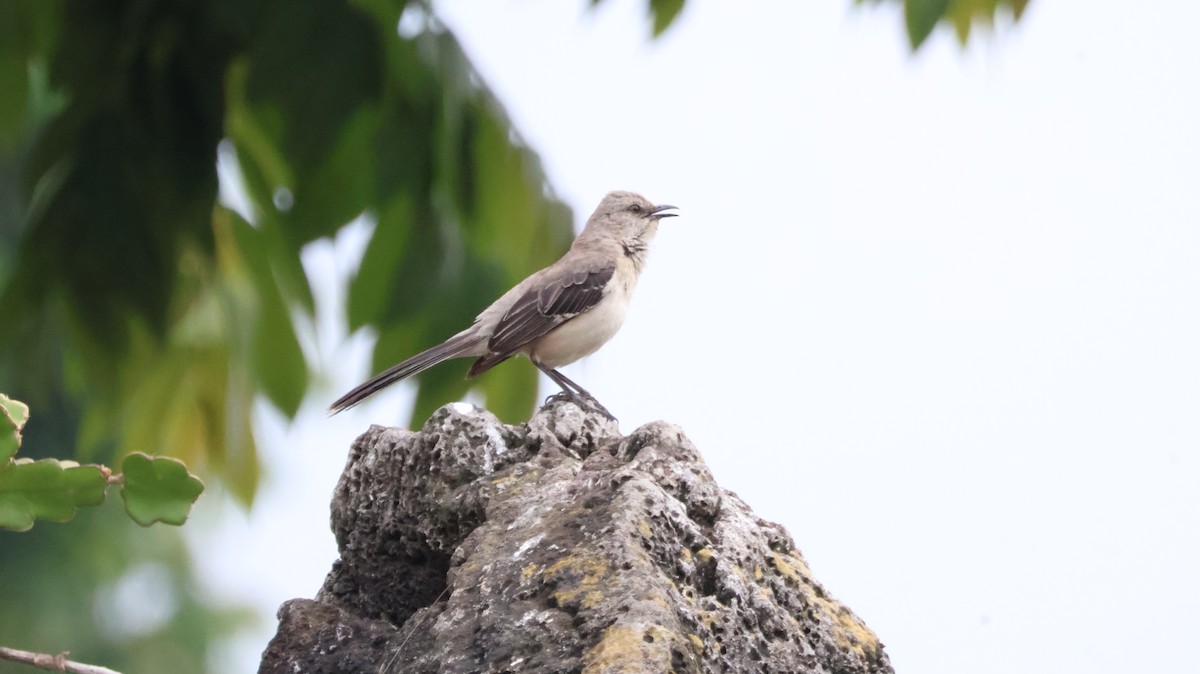 Tropical Mockingbird - ML638957231