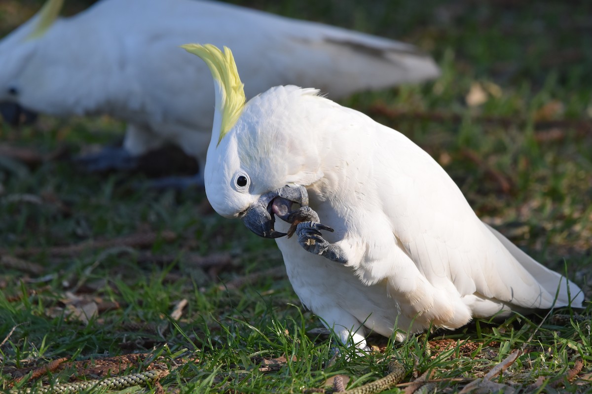 Sulphur-crested Cockatoo - ML638957236