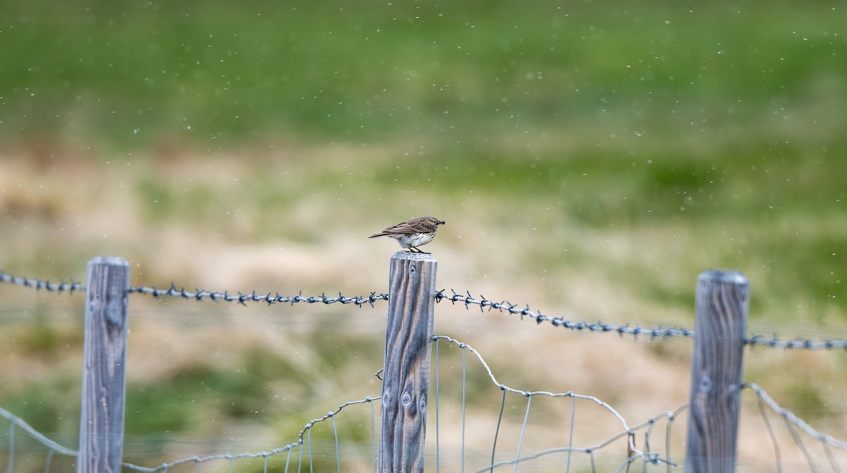 Meadow Pipit - ML638957241
