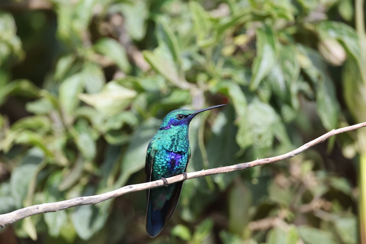 Sparkling Violetear - ML638957258