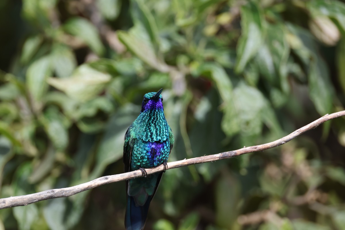 Sparkling Violetear - ML638957260