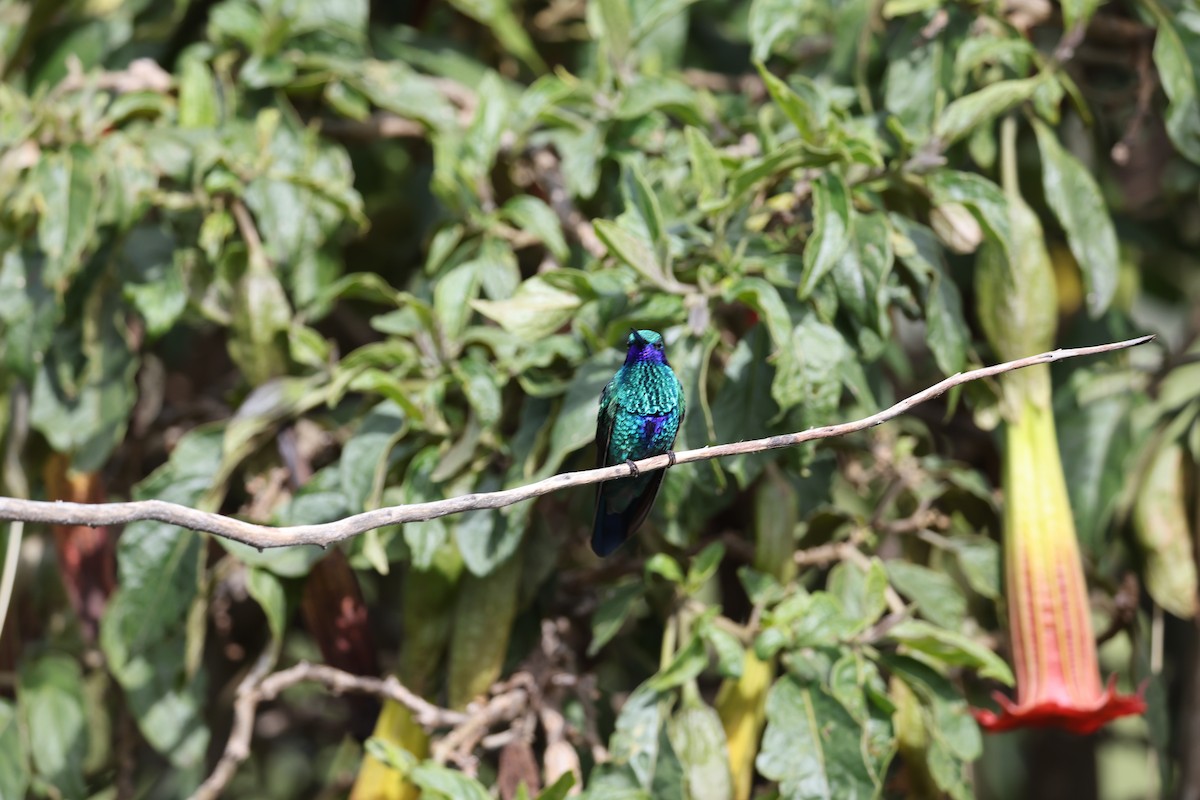 Sparkling Violetear - ML638957261