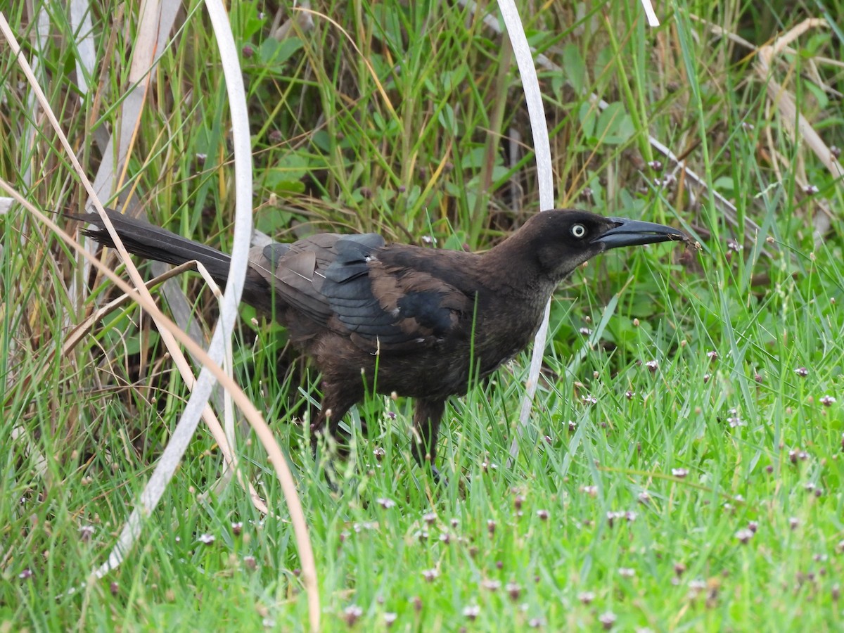 Boat-tailed Grackle - ML638957288