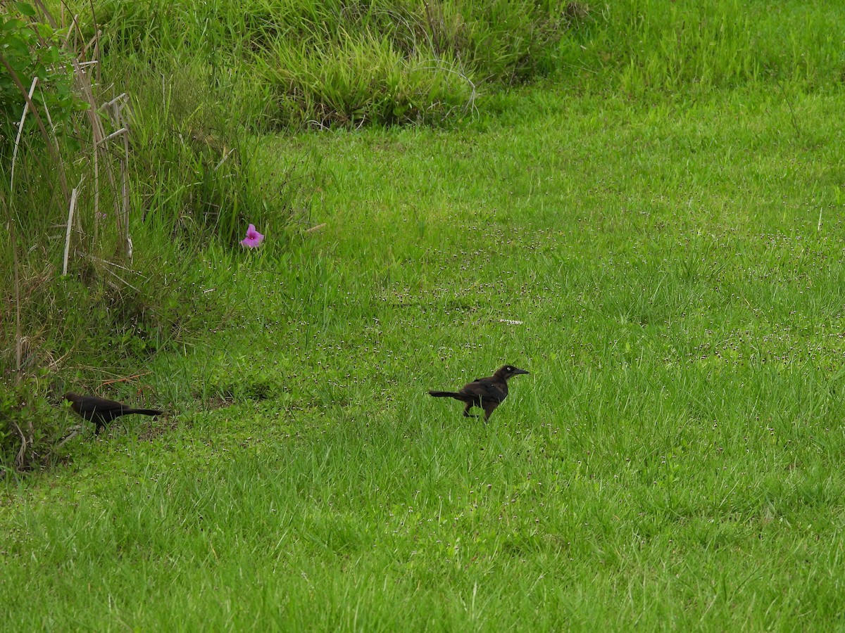 Boat-tailed Grackle - ML638957289