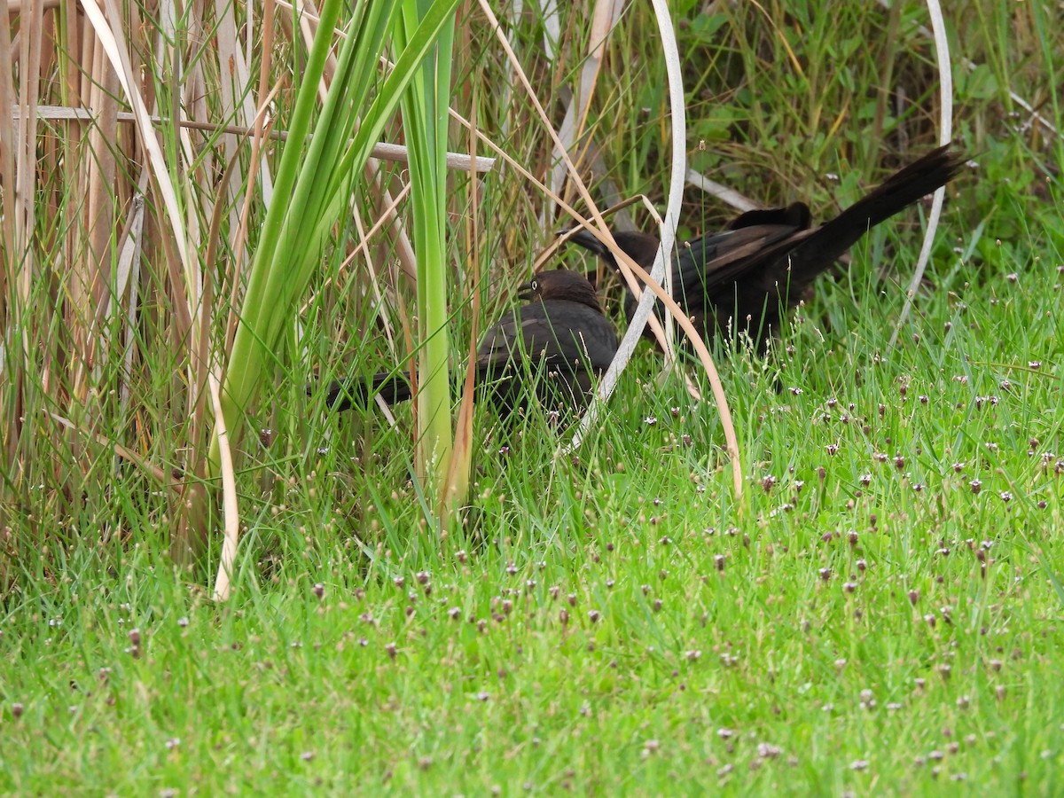 Boat-tailed Grackle - ML638957290