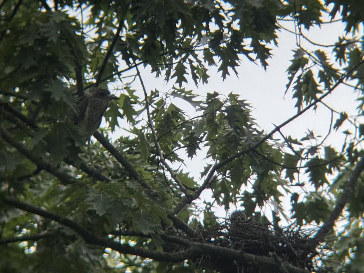 Yellow-crowned Night Heron - ML638957356