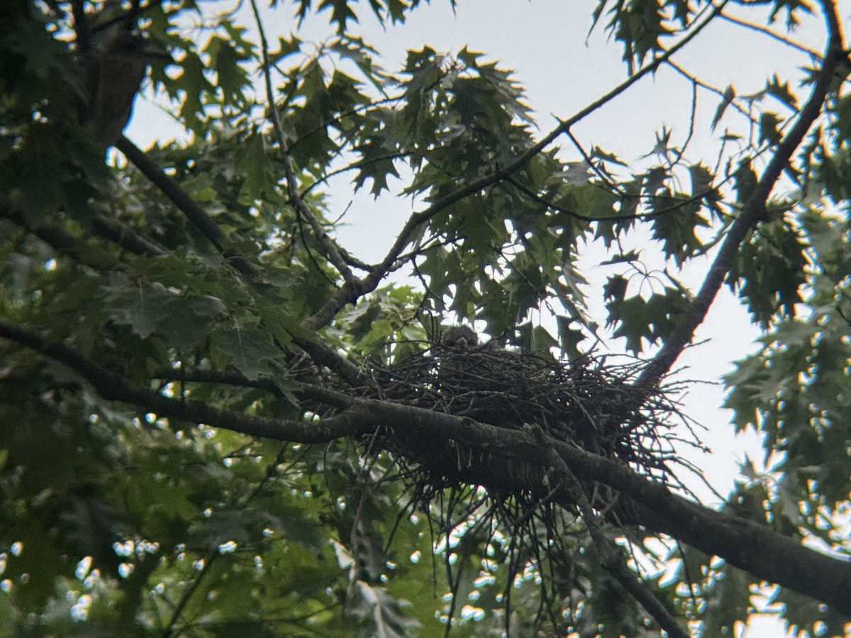 Yellow-crowned Night Heron - ML638957357